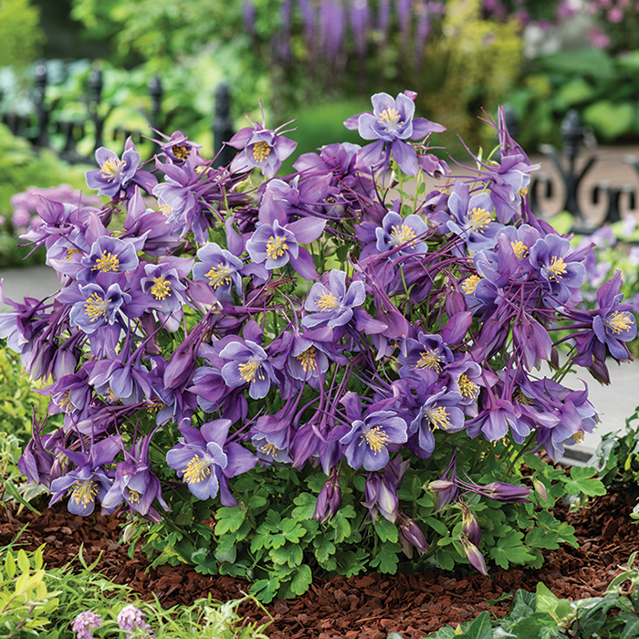 Aquilegia Earlybird Purple Blue - кандилка ниска , кандилка ниска в лилаво и синьо, хибрид (1496)